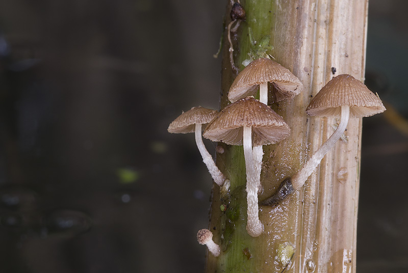 Psathyrella typhae